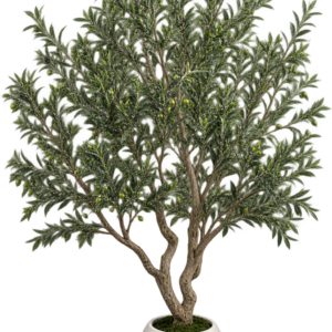 PLANTE OLIVIER - 180*