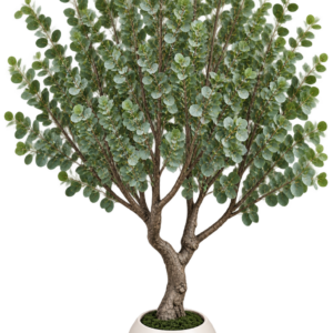 PLANTE EUCALYPTUS - 150*